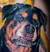 Tattoos - ROTTDOG ! - 23935
